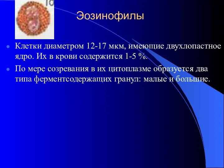 Эозинофилы Клетки диаметром 12-17 мкм, имеющие двухлопастное ядро. Их в крови