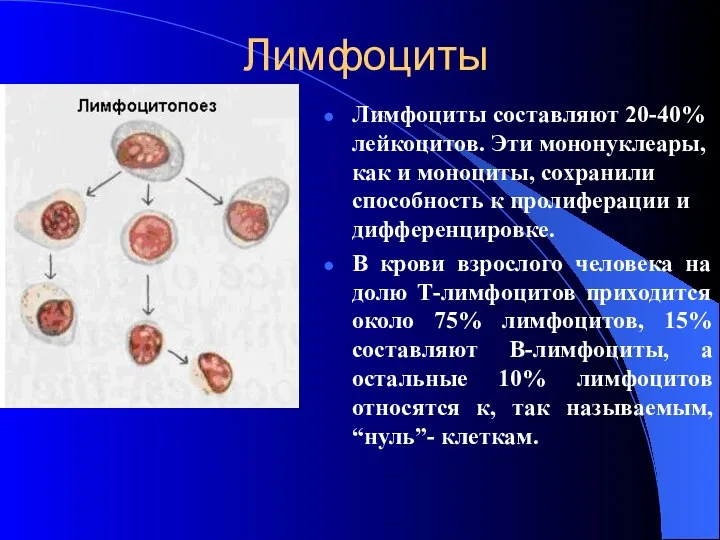 Лимфоциты Лимфоциты составляют 20-40% лейкоцитов. Эти мононуклеары, как и моноциты, сохранили