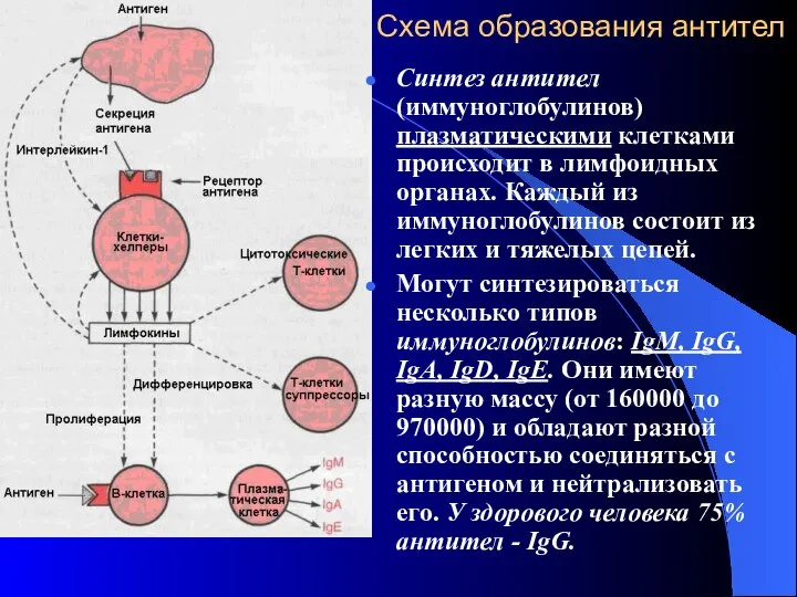 Схема образования антител Синтез антител (иммуноглобулинов) плазматическими клетками происходит в лимфоидных