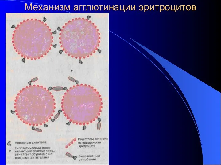 Механизм агглютинации эритроцитов