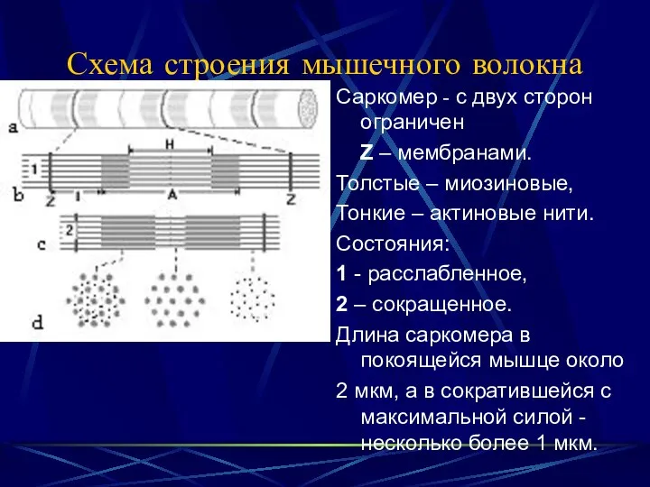 Схема строения мышечного волокна Саркомер - с двух сторон ограничен Z