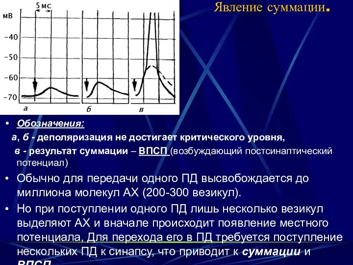 Явление суммации. Обозначения: а, б - деполяризация не достигает критического уровня,