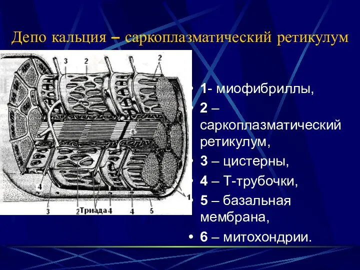 Депо кальция – саркоплазматический ретикулум 1- миофибриллы, 2 – саркоплазматический ретикулум,