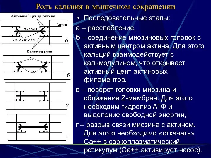 Роль кальция в мышечном сокращении Последовательные этапы: а – расслабление, б