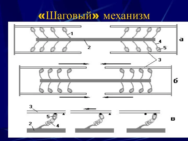 «Шаговый» механизм