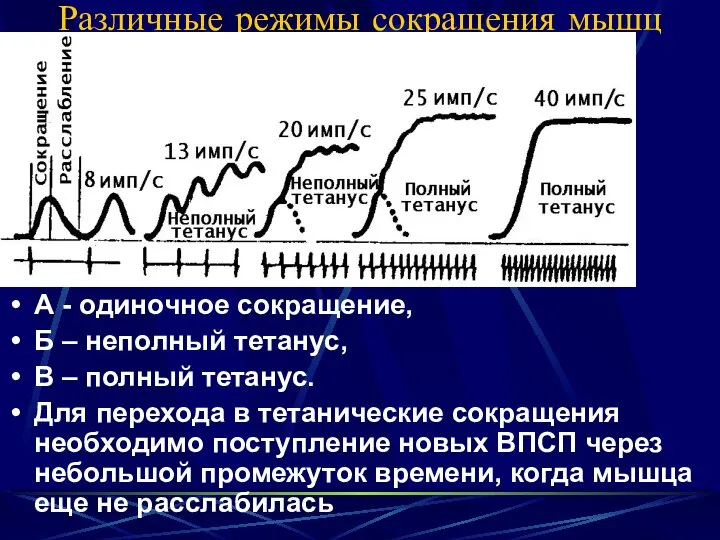 Различные режимы сокращения мышц А - одиночное сокращение, Б – неполный