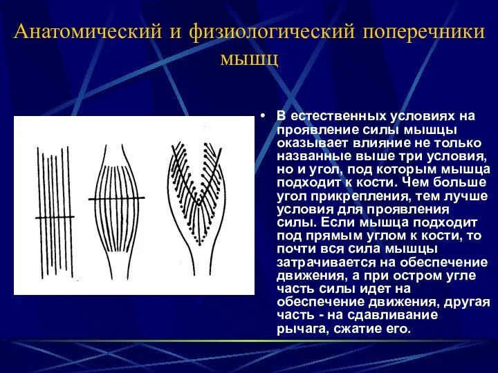 Анатомический и физиологический поперечники мышц В естественных условиях на проявление силы