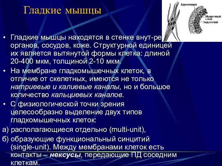 Гладкие мышцы Гладкие мышцы находятся в стенке внут-ренних органов, сосудов, коже.