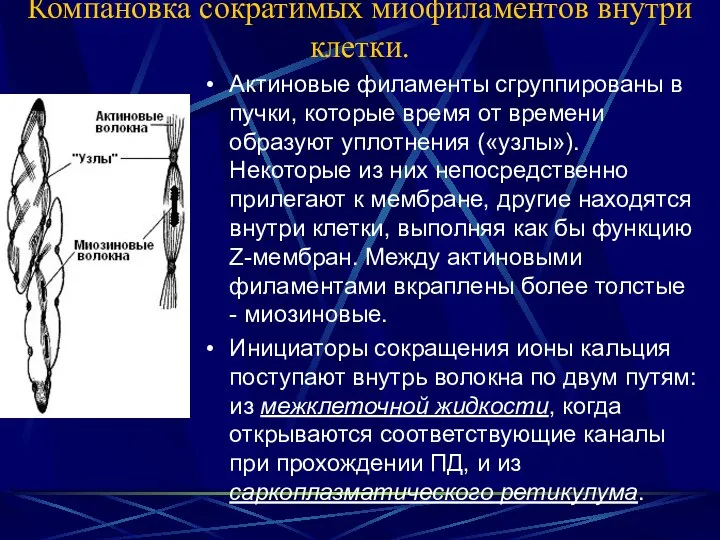 Компановка сократимых миофиламентов внутри клетки. Актиновые филаменты сгруппированы в пучки, которые