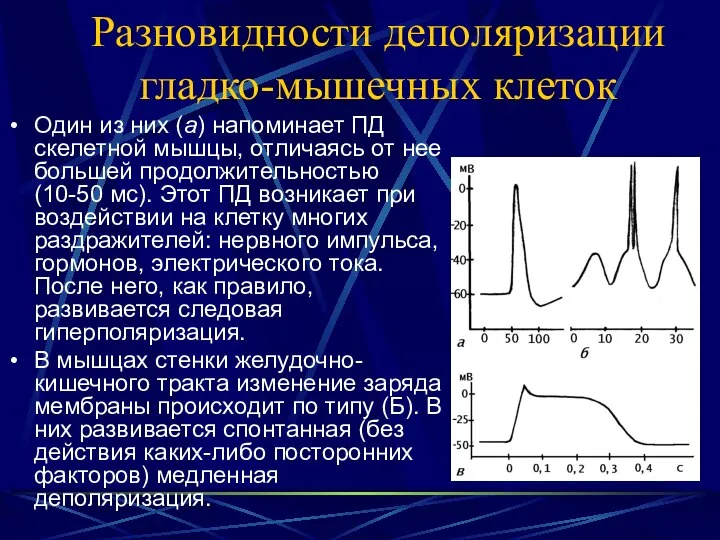 Разновидности деполяризации гладко-мышечных клеток Один из них (а) напоминает ПД скелетной