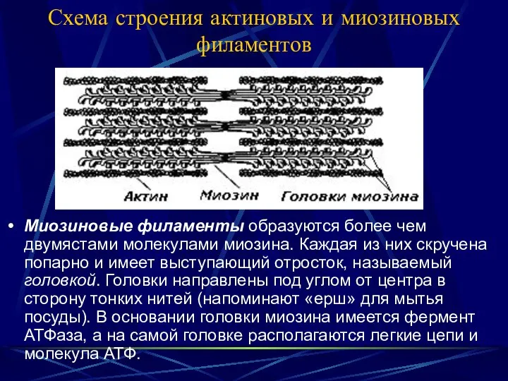 Схема строения актиновых и миозиновых филаментов Миозиновые филаменты образуются более чем