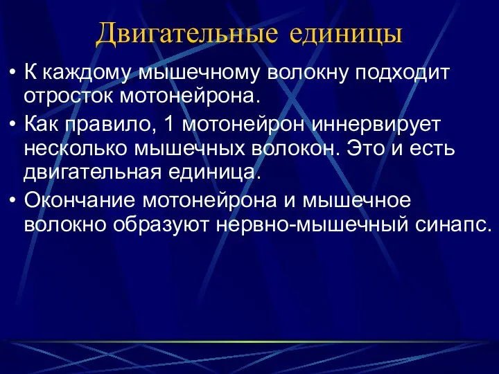 Двигательные единицы К каждому мышечному волокну подходит отросток мотонейрона. Как правило,