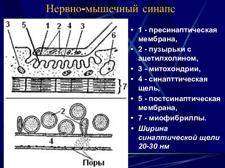 Нервно-мышечный синапс 1 - пресинаптическая мембрана, 2 - пузырьки с ацетилхолином,