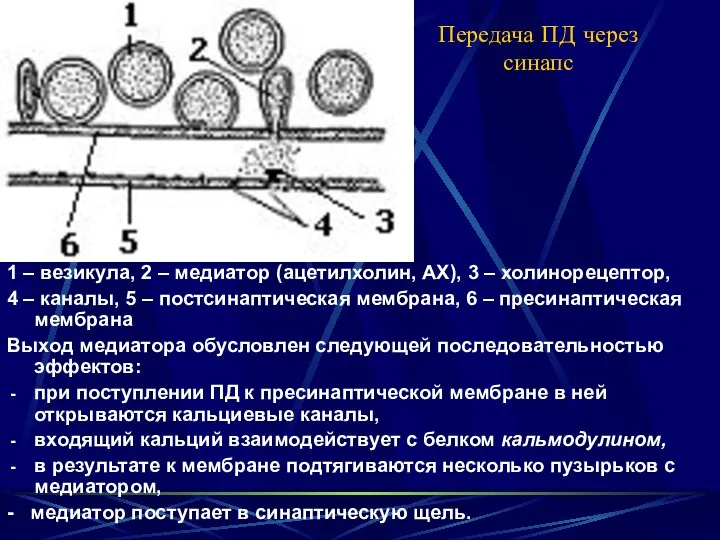 Передача ПД через синапс 1 – везикула, 2 – медиатор (ацетилхолин,