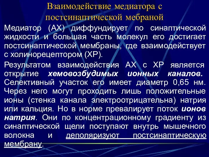 Взаимодействие медиатора с постсинаптической мебраной Медиатор (АХ) диффундирует по синаптической жидкости