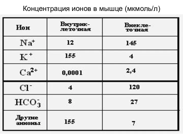 Концентрация ионов в мышце (мкмоль/л)