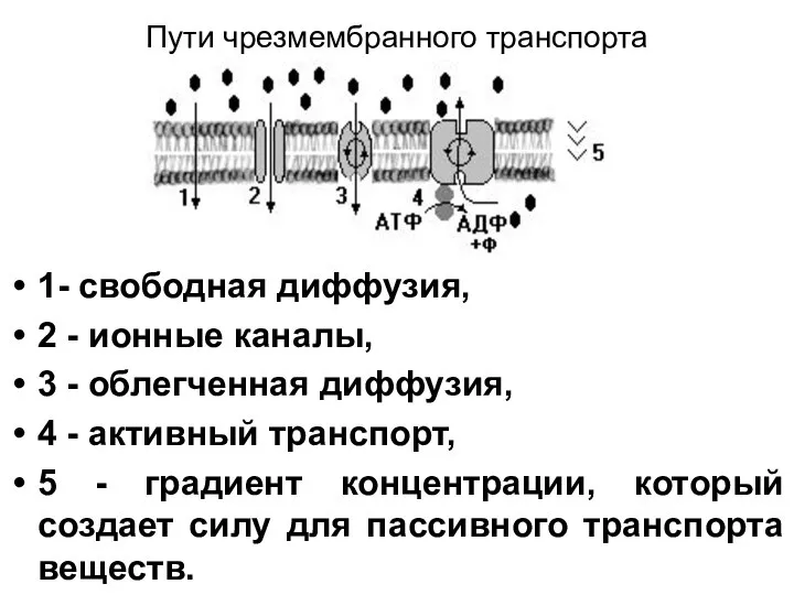 Пути чрезмембранного транспорта 1- свободная диффузия, 2 - ионные каналы, 3