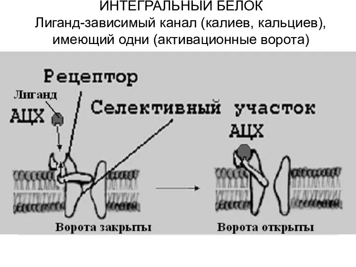 ИНТЕГРАЛЬНЫЙ БЕЛОК Лиганд-зависимый канал (калиев, кальциев), имеющий одни (активационные ворота)