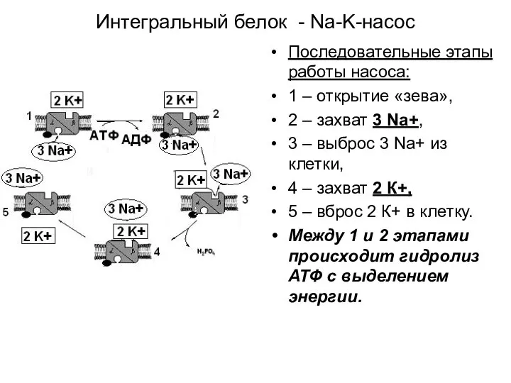 Интегральный белок - Na-K-насос Последовательные этапы работы насоса: 1 – открытие