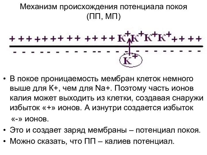 Механизм происхождения потенциала покоя (ПП, МП) В покое проницаемость мембран клеток