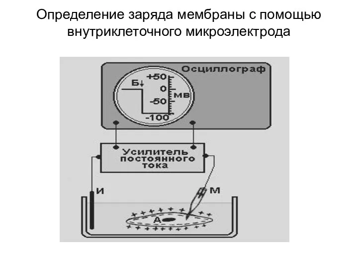 Определение заряда мембраны с помощью внутриклеточного микроэлектрода