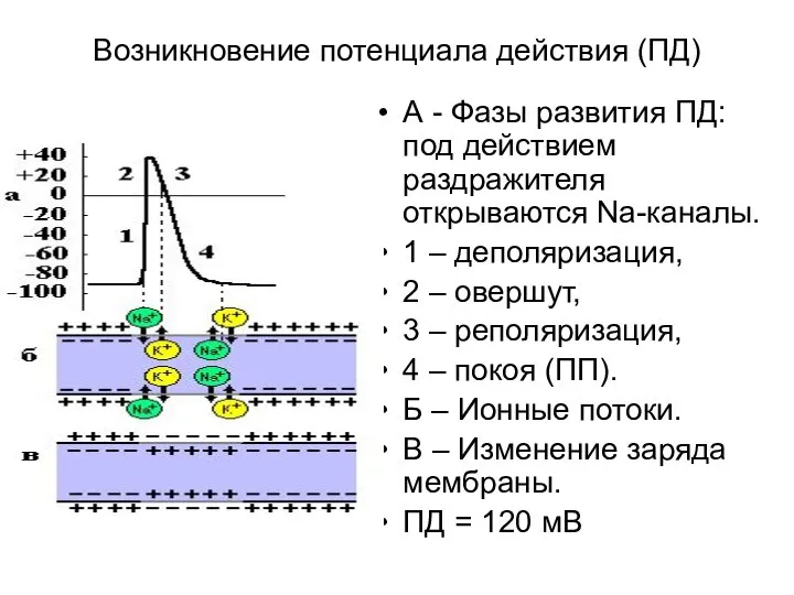 Возникновение потенциала действия (ПД) А - Фазы развития ПД: под действием