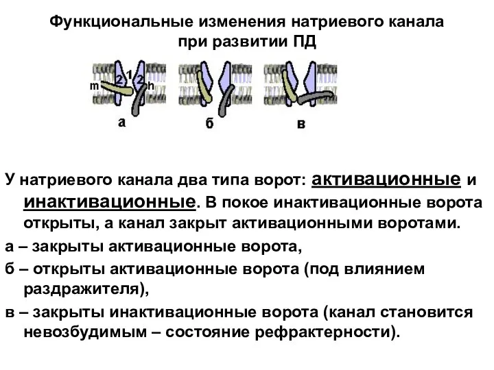 Функциональные изменения натриевого канала при развитии ПД У натриевого канала два