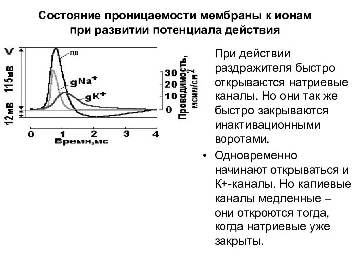 Состояние проницаемости мембраны к ионам при развитии потенциала действия При действии