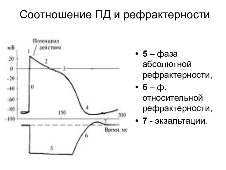 Соотношение ПД и рефрактерности 5 – фаза абсолютной рефрактерности, 6 –