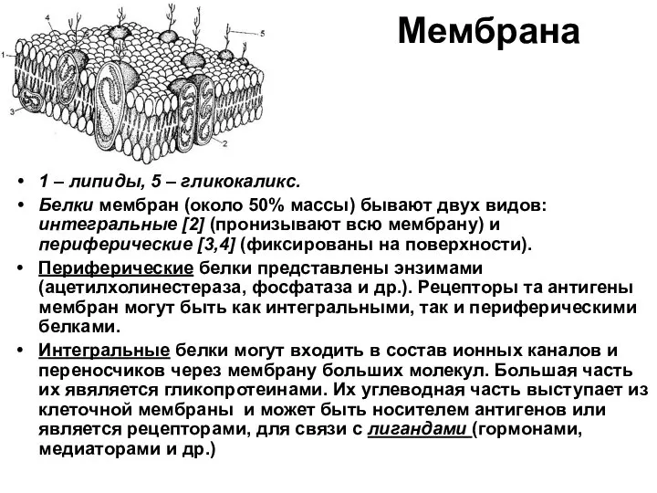 Мембрана 1 – липиды, 5 – гликокаликс. Белки мембран (около 50%