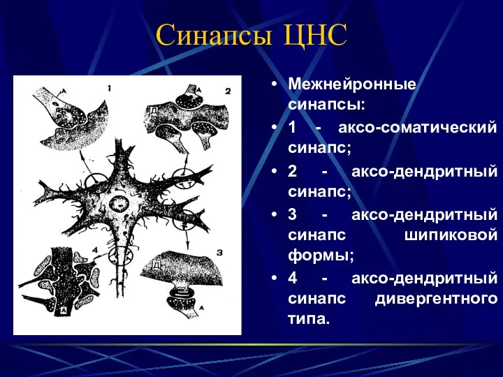 Синапсы ЦНС Межнейронные синапсы: 1 - аксо-соматический синапс; 2 - аксо-дендритный