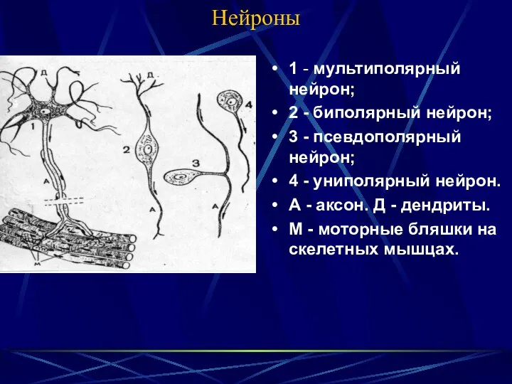 Нейроны 1 - мультиполярный нейрон; 2 - биполярный нейрон; 3 -