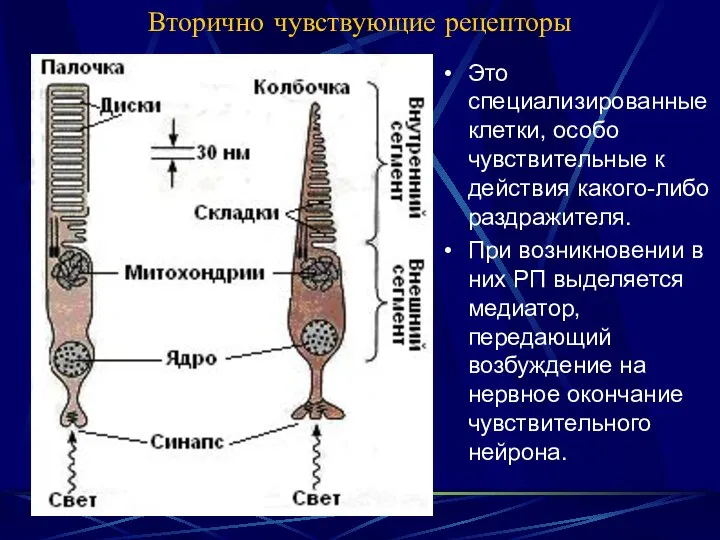 Вторично чувствующие рецепторы Это специализированные клетки, особо чувствительные к действия какого-либо