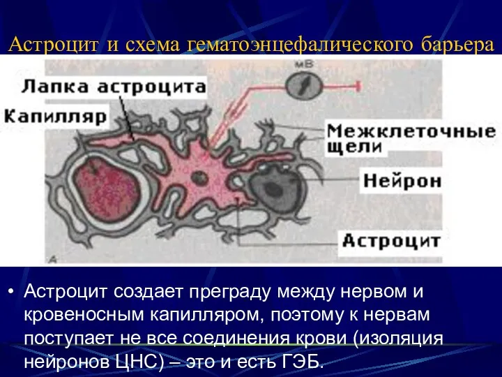 Астроцит и схема гематоэнцефалического барьера Астроцит создает преграду между нервом и