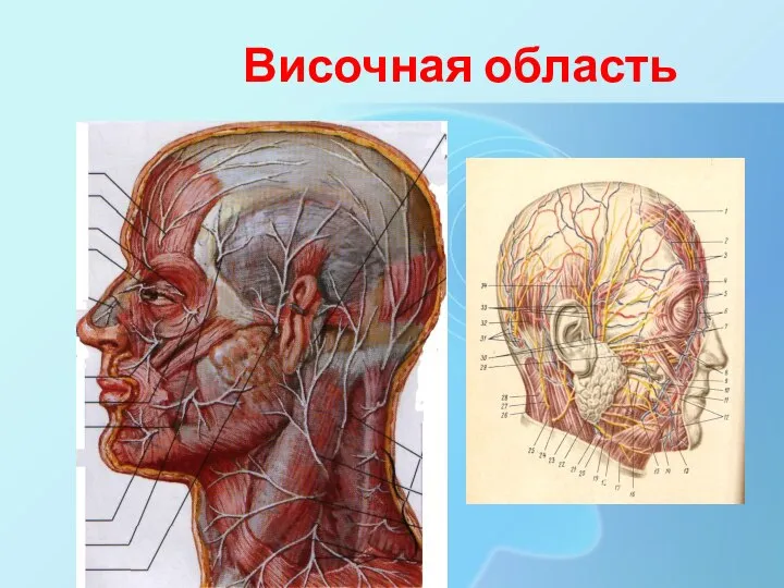 Височная область