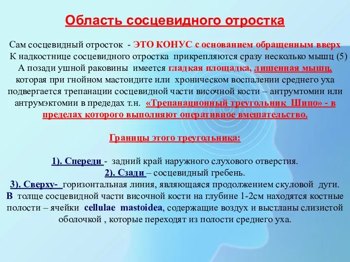 Область сосцевидного отростка Сам сосцевидный отросток - ЭТО КОНУС с основанием