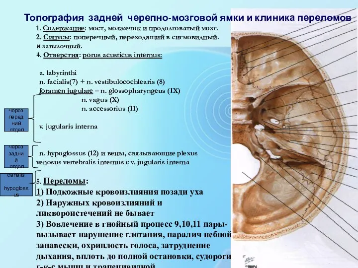 1. Содержание: мост, мозжечок и продолговатый мозг. 2. Синусы: поперечный, переходящий