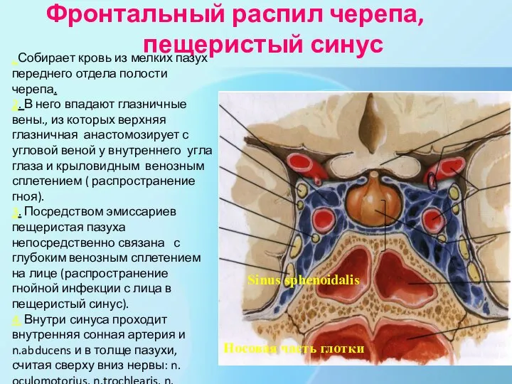 Фронтальный распил черепа, пещеристый синус Sinus sphenoidalis Носовая часть глотки .