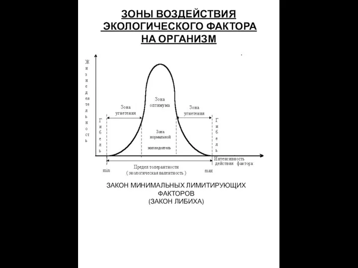 ЗОНЫ ВОЗДЕЙСТВИЯ ЭКОЛОГИЧЕСКОГО ФАКТОРА НА ОРГАНИЗМ ЗАКОН МИНИМАЛЬНЫХ ЛИМИТИРУЮЩИХ ФАКТОРОВ (ЗАКОН ЛИБИХА)