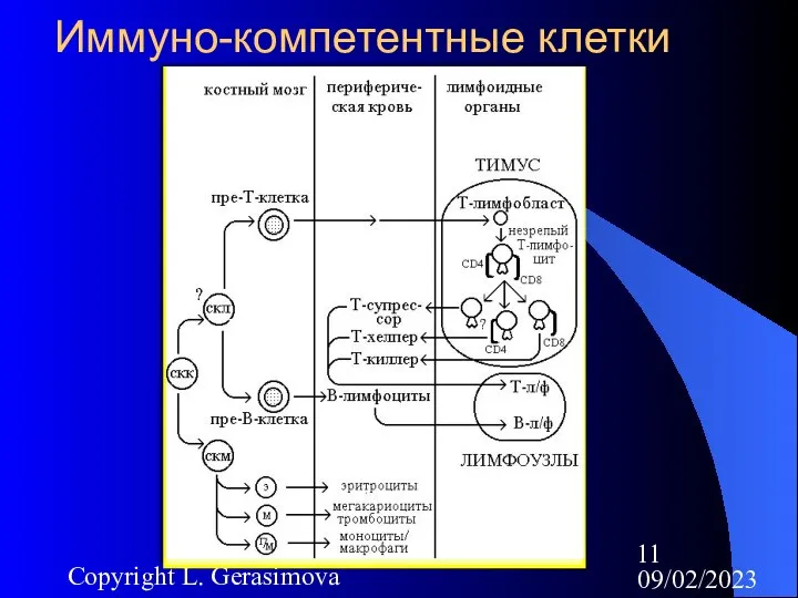 09/02/2023 Copyright L. Gerasimova Иммуно-компетентные клетки