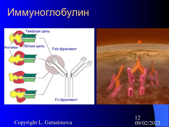 09/02/2023 Copyright L. Gerasimova Иммуноглобулин Тяжёлая цепь Лёгкая цепь Антиген Fab-фрагмент Fс-фрагмент