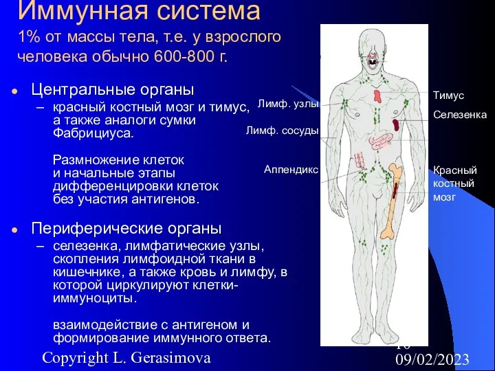 09/02/2023 Copyright L. Gerasimova Иммунная система 1% от массы тела, т.е.