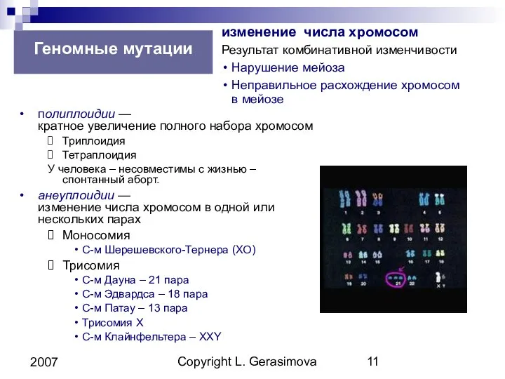 Copyright L. Gerasimova 2007 Геномные мутации полиплоидии — кратное увеличение полного