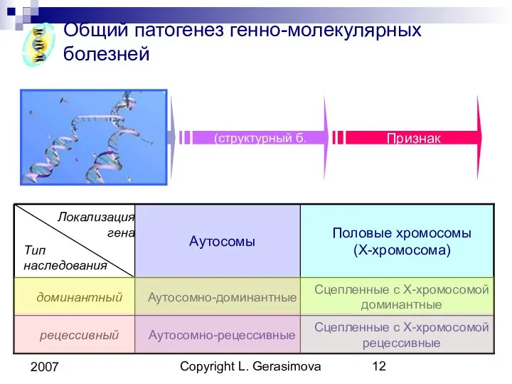 Copyright L. Gerasimova 2007 Общий патогенез генно-молекулярных болезней Ген Белок (структурный б. или фермент) Признак