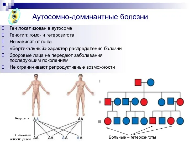 Copyright L. Gerasimova 2007 Аутосомно-доминантные болезни Родители Возможный генотип детей Больные