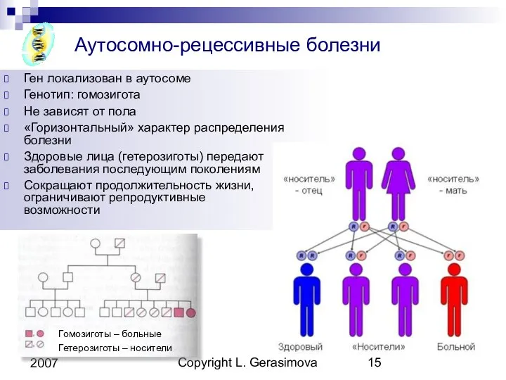 Copyright L. Gerasimova 2007 Аутосомно-рецессивные болезни Ген локализован в аутосоме Генотип: