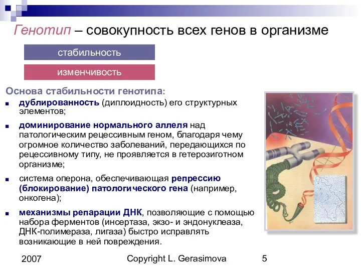 Copyright L. Gerasimova 2007 Генотип – совокупность всех генов в организме