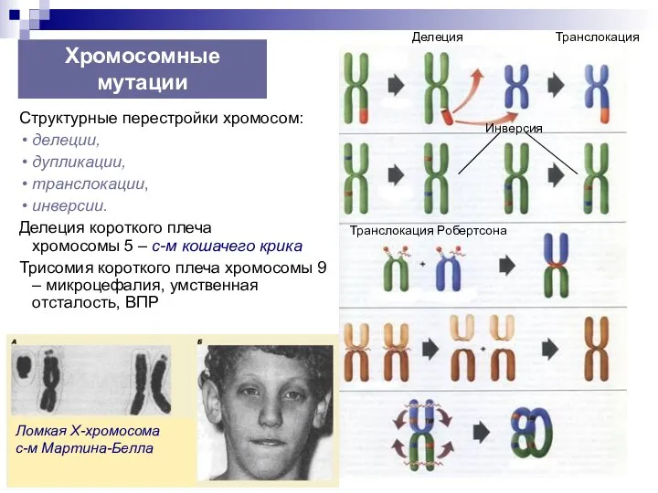 Copyright L. Gerasimova 2007 Хромосомные мутации Структурные перестройки хромосом: делеции, дупликации,