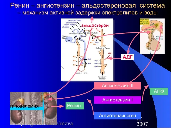 2007 Copyright L. Gerasimova Ренин – ангиотензин – альдостероновая система –