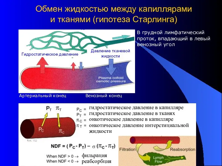 2007 Copyright L. Gerasimova Обмен жидкостью между капиллярами и тканями (гипотеза